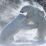 2 ours plaires canadiens en combat