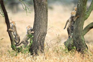 A Cheetah Family