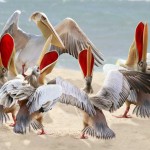 Les pélicans en choeur