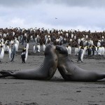 Otaries et éléphants de mer