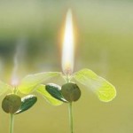 jeunes pouces de lumière