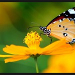 le boheur papillon sur fleur jaune