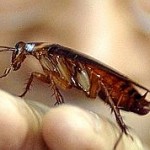TAIWAN-ANIMAL-COCKROACH
