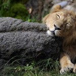 lion qui dort
