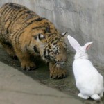 tigre et lapin